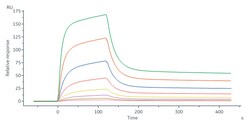 ACROBiosystems Human Siglec-2 / CD22 (176-687), His Tag (SI2-H52H8) is