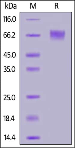 ACROBiosystems Biotinylated Human Siglec-9, His,Avitag (SI9-H82E9) is expressed