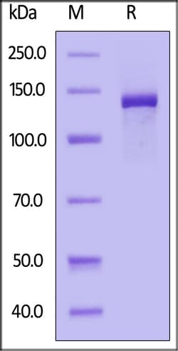 ACROBiosystems NLS-Cas12a Nuclease (CAA-L5149) is expressed from E.coli