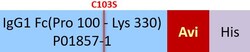 ACROBiosystems Biotinylated Human IgG1 Fc (C103S), Avitag ,His Tag (IG1-H82E9)