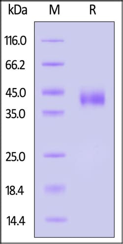 ACROBiosystems Human IL-28 R alpha, His Tag (ILR-H52H9) is expressed from