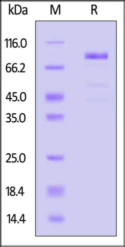 ACROBiosystems Human IL-35, Fc Tag (IL5-H5259) is expressed from human