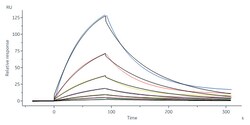 ACROBiosystems Human KLRG1, His Tag (KL1-H5249) is expressed from human