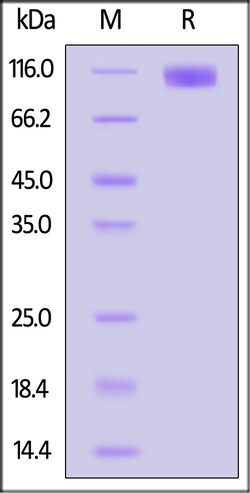 ACROBiosystems Cynomolgus OSMR, His Tag (OSR-C52H9) is expressed from human