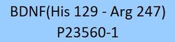 ACROBiosystems Human BDNF, Tag Free (BDF-H5219) is expressed from human