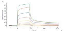 ACROBiosystems Biotinylated Human IL-18 R1, His,Avitag (IL1-H82E7) is expressed