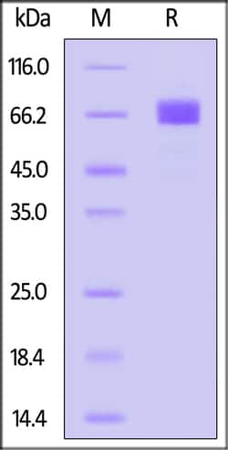 ACROBiosystems Biotinylated Human NPR1, His,Avitag (NP1-H82E9) is expressed