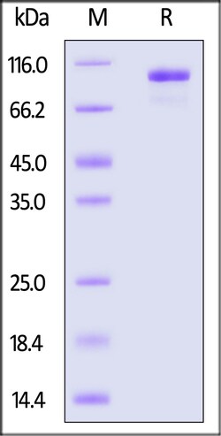 ACROBiosystems CYNOMOLGUS COMPLEMENT C2 50UG, Quantity: Each of 1