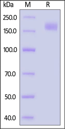 ACROBiosystems Bat coronavirus hCoV-19/bat/Yunnan/RmYN02/2019 Spike Trimer,
