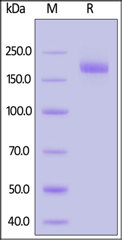ACROBiosystems Bat coronavirus Cp/Yunnan2011 Spike Trimer, His Tag (SPN-B52H5)