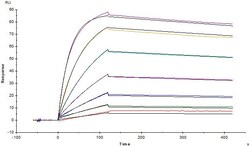 ACROBiosystems Monoclonal Anti-FMC63 scFv Antibody, Mouse IgG1 is produced