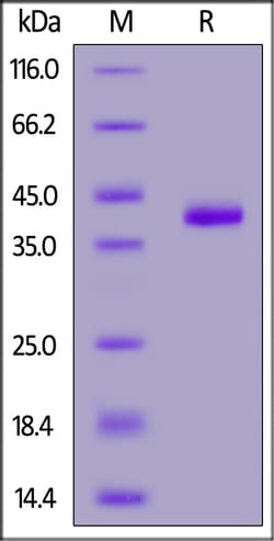 ACROBiosystems Human CCL17, Fc Tag (CC7-H5256) is expressed from human
