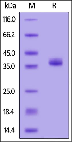 ACROBiosystems Biotinylated Human APOE2, His,Avitag (APE-H52E5) is expressed
