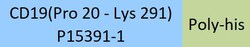 ACROBiosystems PE-Labeled Human CD19 (20-291), His Tag (CD9-HP2H5) is produced