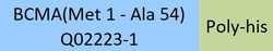 ACROBiosystems PE-Labeled Human BCMA, His Tag (BCA-HP2H7) is produced via