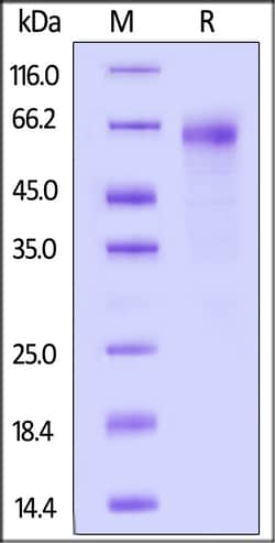 ACROBiosystems Human CXCL16, Fc Tag (CX6-H5254) is expressed from human
