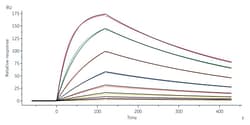 ACROBiosystems Biotinylated Human HLA-A*02:01 NY-ESO-1 (SLLMWITQV) Complex