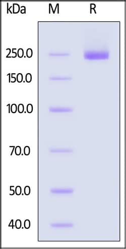 ACROBiosystems Human CSPG4, His Tag (CS4-H52H3) is expressed from human