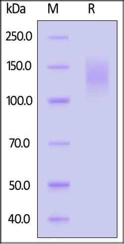 ACROBiosystems Biotinylated Cynomolgus CEACAM-5, His,Avitag (CE5-C82E6)