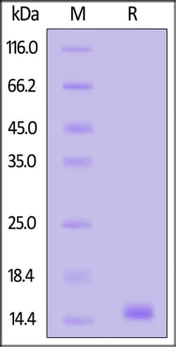 ACROBiosystems Streptavidin-Acridine ester (STN-NA114) is expressed from