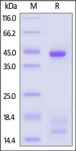 ACROBiosystems Biotinylated Human HLA-A*0201 GP100 (YLEPGPVTA) Complex