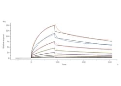 ACROBiosystems Human Claudin-9, His,Twin-Strep Tag (CL9-H5586) is expressed
