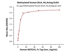 ACROBiosystems Biotinylated Human DLL4, His,Avitag (DL4-H82E6) is expressed