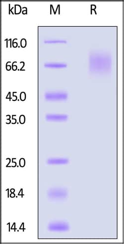 ACROBiosystems Cynomolgus CEACAM-1, His Tag (CE1-C52H6) is expressed from