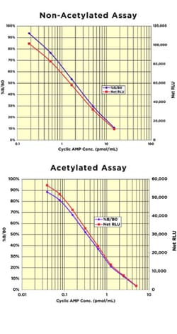 Arbor Assays Cyclic AMP Direct Chemiluminescent ELISA Kit (1 Plate), Quantity: