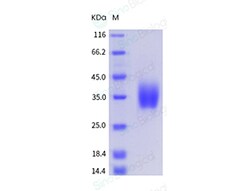 Sino Biological Recombinant Rat PD-1 Protein (ECD, His Tag), HPLC-verified,