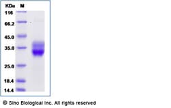 Sino Biological Recombinant Mouse CD8A & CD8B Heterodimer Protein (Flag