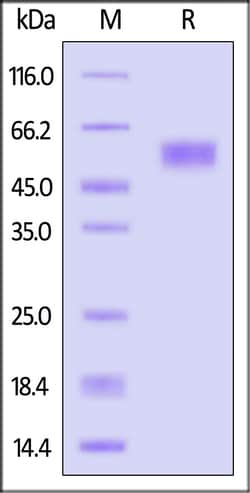 ACROBiosystems Human GLP1R Protein, Fc Tag, Quantity: Each of 1