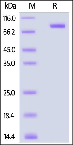 ACROBiosystems Biotinylated Cynomolgus IL-12 R beta 1 / CD212 Protein,