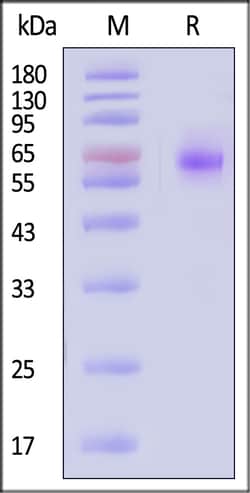 ACROBiosystems Human NGFR / TNFRSF16 Protein, Fc Tag, Quantity: Each of