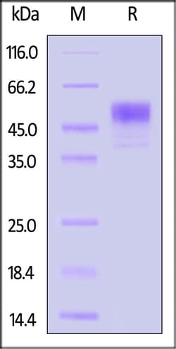 ACROBiosystems Human IL-13 Protein, GST Tag, Quantity: Each of 1