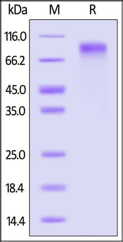ACROBiosystems Human LRP-1 / cluster Ⅱ Protein, Fc Tag, Quantity: Each