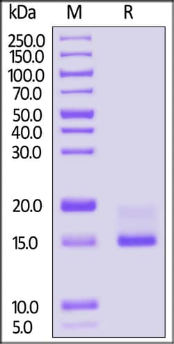 ACROBiosystems Biotinylated Human CD9 Protein, His,Avitag, Quantity: Each