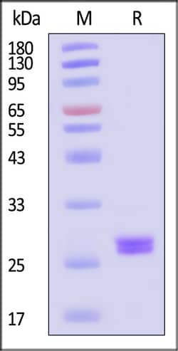 ACROBiosystems Biotinylated Anti-His Tag Antibody(AY63), Fab | Buy Online | ACROBiosystems | Fisher Scientific