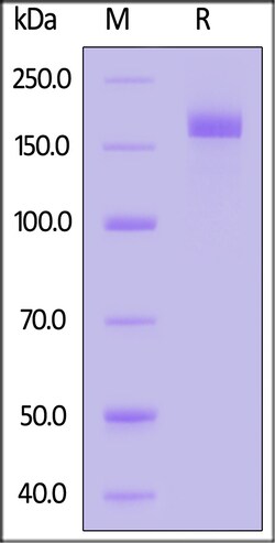 ACROBiosystems Biotinylated SARS-CoV-2 Spike Trimer Protein, His,Avitag