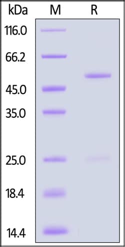 ACROBiosystems Anti-Mouse IgG-Acridine ester (MALS verified), Quantity:
