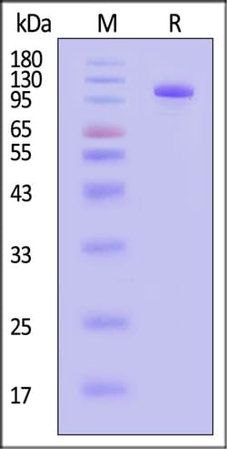 ACROBiosystems Human Transferrin R / CD71 Protein, Fc Tag, Quantity: Each