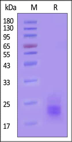 ACROBiosystems Biotinylated Human CD3 epsilon &Tag Free (MALS verified),