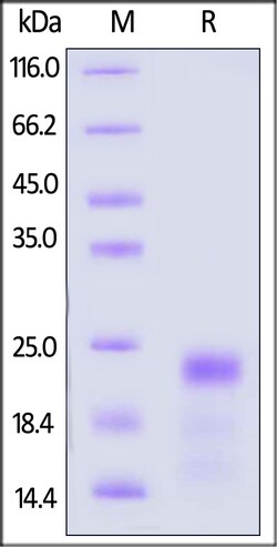 ACROBiosystems Mouse GDNF / ATF Protein, His Tag, Quantity: Each of 1