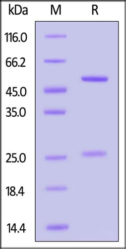 ACROBiosystems Anti-SARS-CoV-2 Spike Antibody, Human IgG1 (9A5E10) (BA.4&BA.5/Omicron