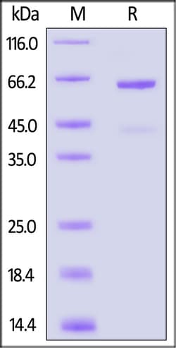 ACROBiosystems Rat CD73 Protein, His Tag (active enzyme), Quantity: Each