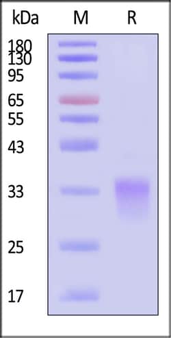 ACROBiosystems Biotinylated Human GLP1R Protein, His,Avitag, Quantity: