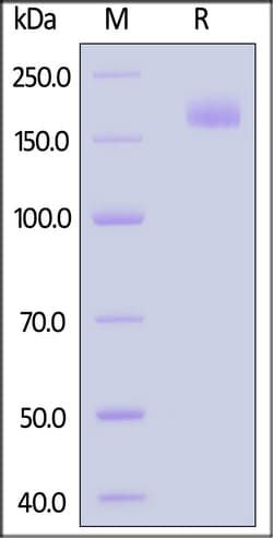 ACROBiosystems SARS-CoV-2 Spike Trimer Protein, His Tag (BQ.1.1/Omicron)