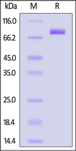 ACROBiosystems Biotinylated Human CD19 (20-291) Protein, Fc,Avitag , premium