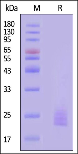 ACROBiosystems Cynomolgus IL-11 Protein, His Tag, Quantity: Each of 1
