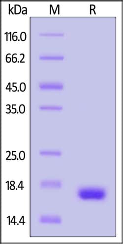 ACROBiosystems GMP Human IL-21 Protein DMF Filed, Quantity: Each of 1